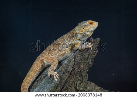 Portrait of the exotic Australian lizard Agama bearded
