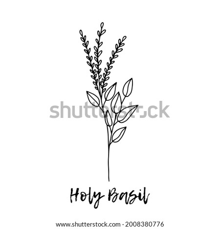Holy Basil. Ayurveda. Natural herbs. Ayurvedic herbs, medicines. Herbal illustration. A medicinal plant. The style of doodles. Medicines for health from plants. Aromatherapy.