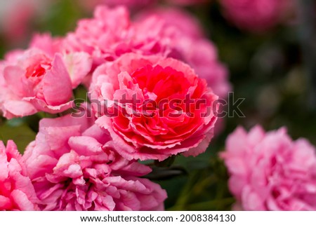 Pink roses on a flower bed on a sunny day. Close-up on blurred greenery with copying of space, using as a background the natural landscape, ecology, fresh wallpaper concepts. Selective focusing.