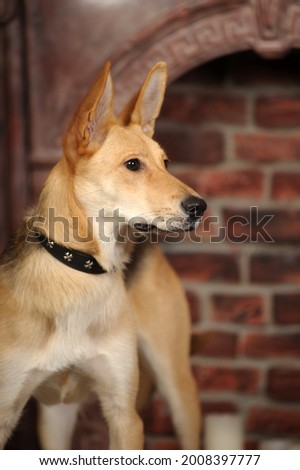 cute brown and black mongrel dog in studio close up