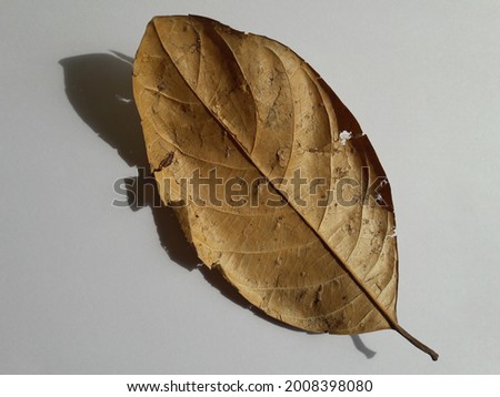 photo of dry leaf texture on the table