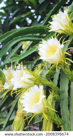 Blossom white flower of dragon fruit, dragon fruits flower on blooming, Dragon fruit flowers,