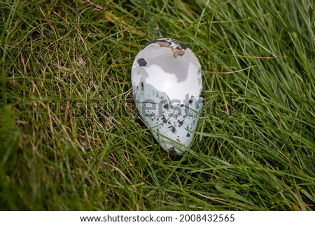 Broken blue mottled eggshell on grass