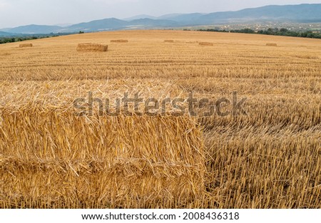 Harvest time in Bulgarian golden fields of wheat hay bales