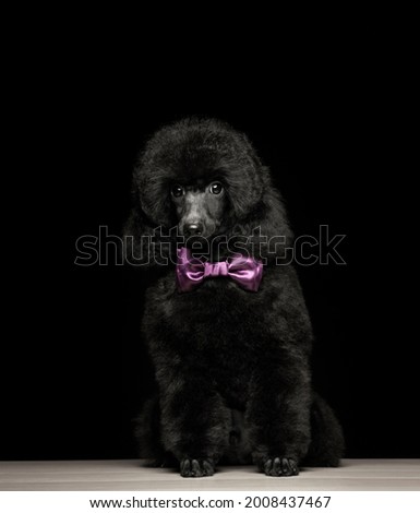image of dog dark background