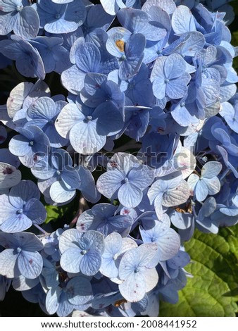 Picture of beautiful blue flowers in the daylight
