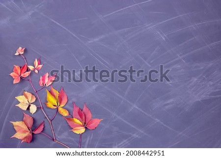 fallen red and yellow leaves on a black background