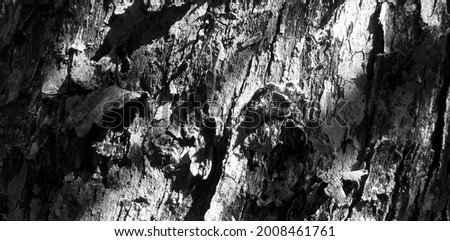 Black and white photo with embossed texture of moss and lichen. Circular panorama of tree bark. Bark texture close-up, bark texture background. Take pictures in the sun at noon (selective focus) 