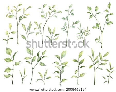 Collection of green plants isolated on white background. Watercolor hand painted high quality botany. Big set with green leaves on twigs. Botanical clip art objects for scrapbooking and floral design