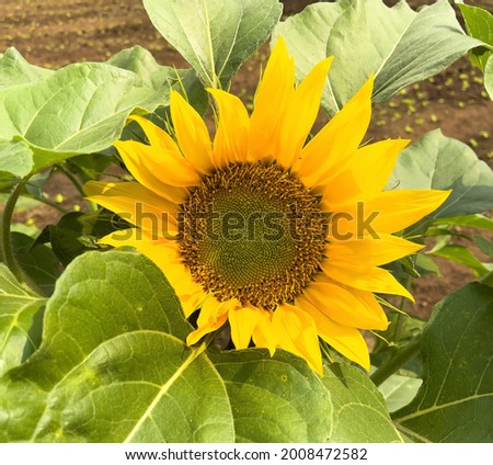A picture of a beautiful sunflower in a bright sunshine