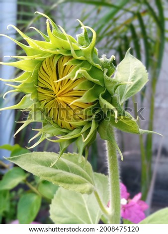 picture of yellow sunflowers blooming