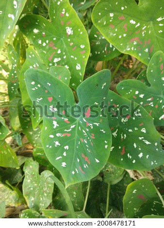 multicolor leaf closeup free download