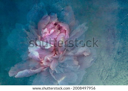Peony in ice. Frozen fresh beautiful flower of and air bubbles in the ice cube. Thawing flower. Frozen Flora. Cold Water Texture. Flower on an isolated background. Royalty-Free Stock Photo #2008497956