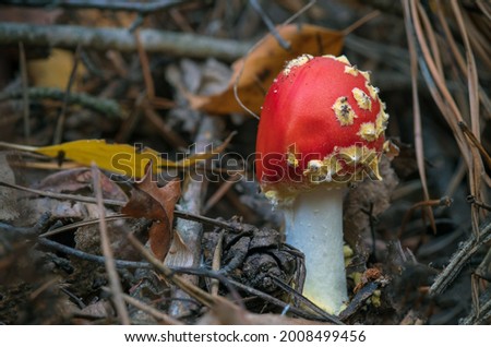 One of the most poisonous fungi Amanita muscaria, commonly known as the fly agaric. Selective focus. 