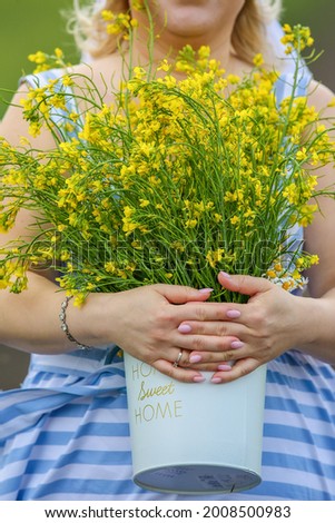 A bouquet of rapeseed flowers in the hands of a girl, close-up