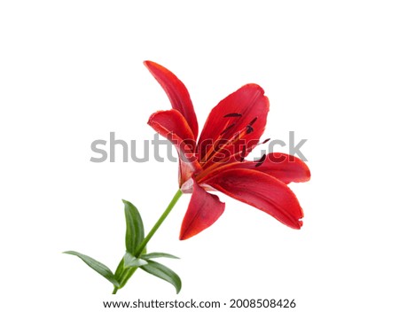 Beautiful red lily isolated on a white background.
