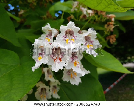 Catalpa bignonioides is a species of Catalpa that is native to the southeastern United States in Alabama, Florida, Georgia, Louisiana, and Mississippi.  Royalty-Free Stock Photo #2008524740
