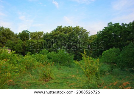 An overgrown lot at sunrise Royalty-Free Stock Photo #2008526726