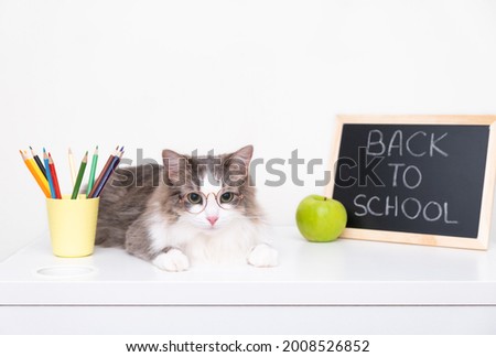 Cute gray cat with glasses sits on the background of the school board. The pet collects pencils before studying. Back to school concept.