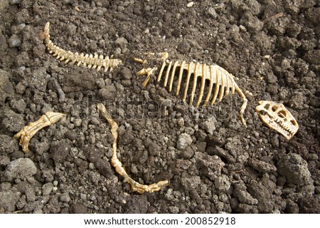Tyrannosaurus Rex bones buried in dirt at an archeology site  Royalty-Free Stock Photo #200852918
