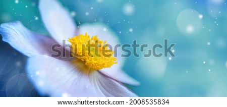 Detail with shallow focus of white anemone flower with yellow stamens in nature macro on background of blue sky with beautiful bokeh. Delicate artistic image of beauty of nature.