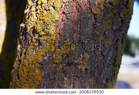 Close up of a tree bark with a small ant on it. Macro and selective focus