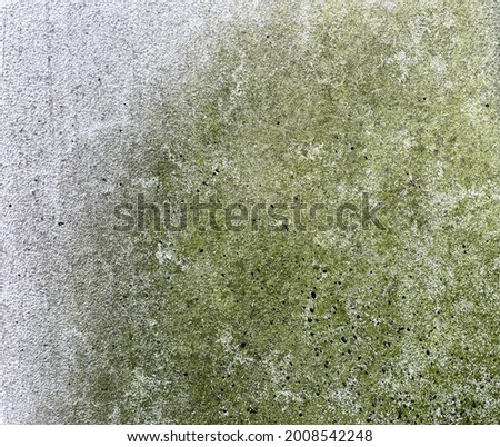 Green moss wall background. Old natural texture.