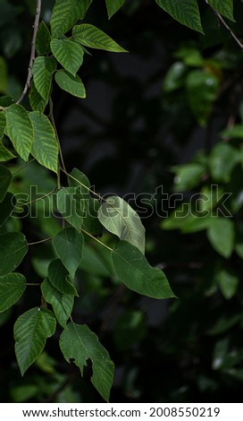 Beautiful tree leaf captured in close up during Monsoon
