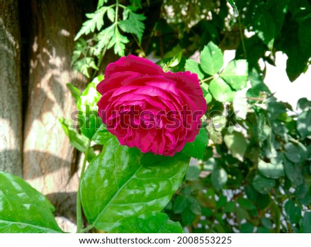 Beautiful pink or red rose flower in sunlight on plant background. Rose flower is growing. Wallpaper background. Horizontal, landscape image. Close-up picture of fresh rose in garden