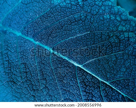 
Plant leaf texture. Macro photography with natural patterns. Eco-friendly background for design.