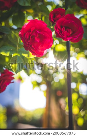 Close up picture of red roses in the own garden, spring time