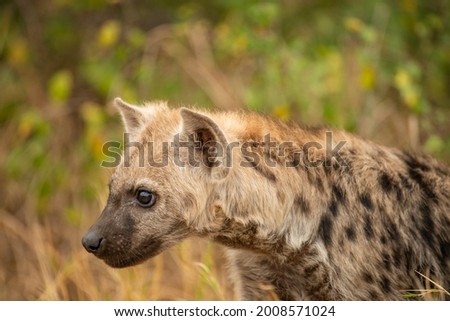 close up photo of a young Hyena 