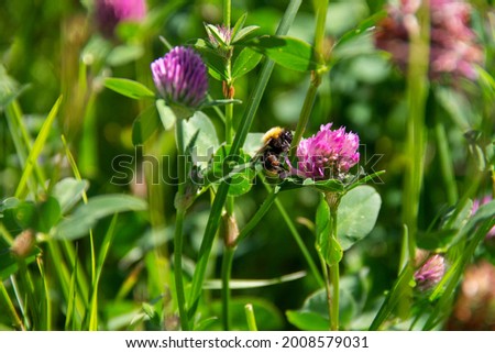 an adult bumblebee pollinates the flower of a field plant clover