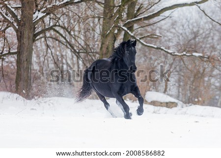 Friesian horse gallops fast and snow flies from his hooves