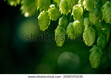 Green ripe hop cones on the plantation on black background in backlit. Royalty-Free Stock Photo #2008595030