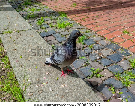 Pigeon in the park.Close up of a wild pigeon.Rock Pigeon in the street looking for the food