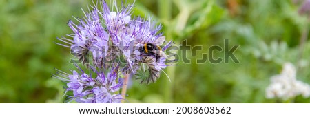 Wild flowers Lacy Phacelia Tanacetifolia In summer meadow. Blue tansy honey plant. Banner. Blue tansy or purple tansy - honey plant, attracting pollinators such as honey bees or bumblebee Royalty-Free Stock Photo #2008603562
