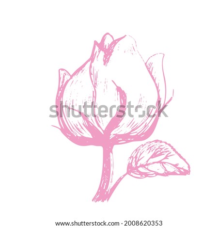 Sketch of rose bud isolated on white background. Floral art. Botanical design.