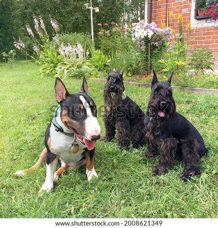 three dogs in nature among flowers and in a sunny color, a bull terrier and two schnauzers