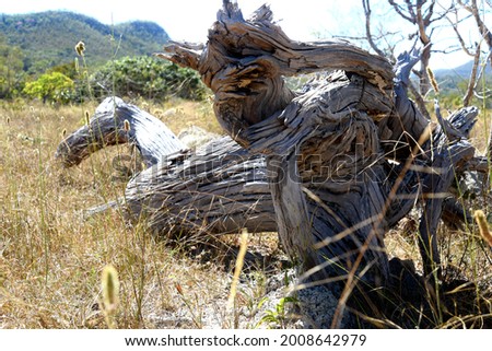 DEAD WOOD TREE DRY AND TWISTED