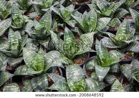 Bowstring Hemp, Devil Tongue, Mother-in-law's Tongue, Snake Plant (Sansevieria trifasciata.) , spotted leaf ornamental plant in pots on a farm.