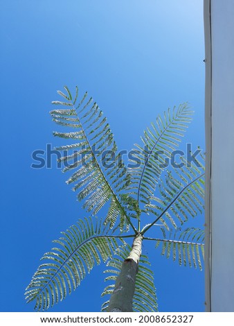 beautiful tree beside of a building with blue sky background. brazil fire tree. background. bottom view