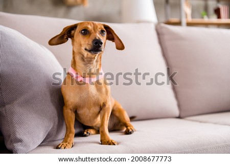 Portrait of nice small brown dog sitting on divan resting waiting people at home house flat indoors