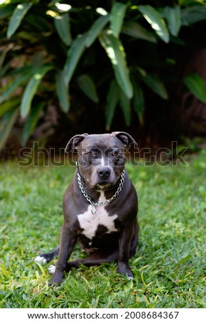 one black pitbull dog posing on the grass looking to the camera