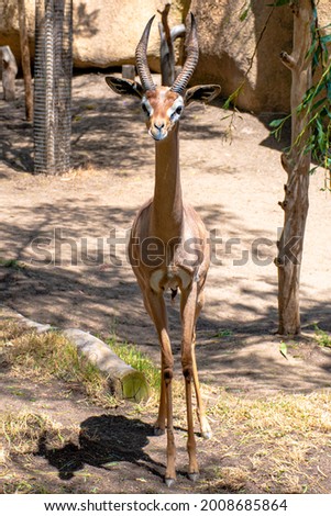 A Thompson Gazelle posing for a picture