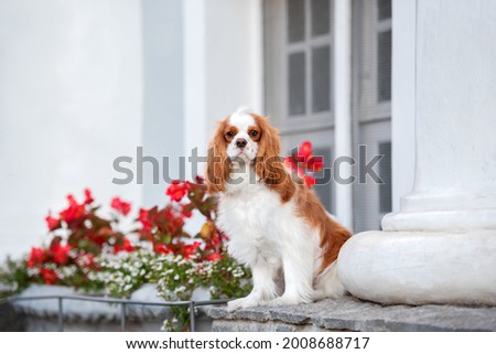 Cavalier King Charles Spaniel dog posing in front of a white house with some red flowers 