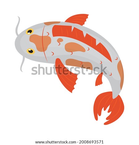 japanese carp fish on white background