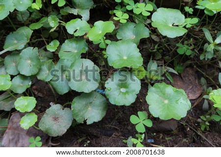 Top view of fresh green leaves with water droplets. Raindrops on leaves. Leaves on a rainy day. Centella asiatica. Centella asiatica. Leaves with rainy background.