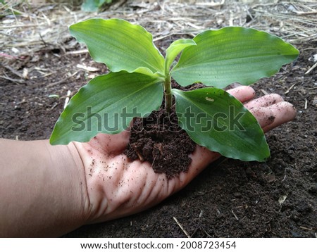 Plant a small tree that is naturally beautiful.