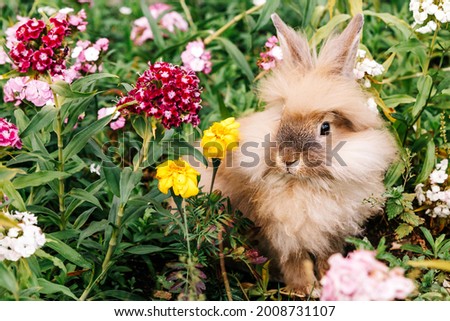 A fluffy peach-colored rabbit sits in yellow flowers on the grass in summer and looks sideways. The symbol of the new year and Christmas 2023. The best friend of the pets is the Easter bunny.